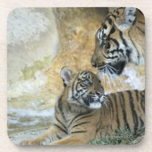 Bengal tigers relaxing coaster