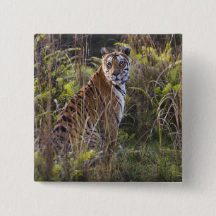 Bengal tigress in tall grass, trying to hunt, 2 inch square button