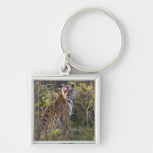 Bengal tigress in tall grass, trying to hunt, keychain