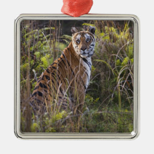 Bengal tigress in tall grass, trying to hunt, metal ornament
