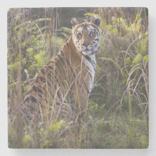 Bengal tigress in tall grass, trying to hunt, stone coaster