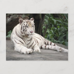 Bengal White Tiger Lying On The Rock Postcard