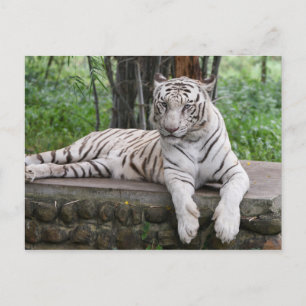 Bengal white Tiger Postcard