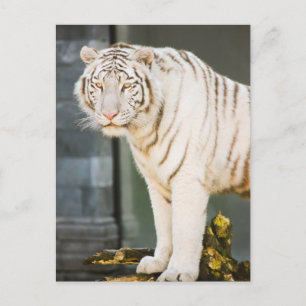 Bengal White Tiger Staring At You Photography Postcard