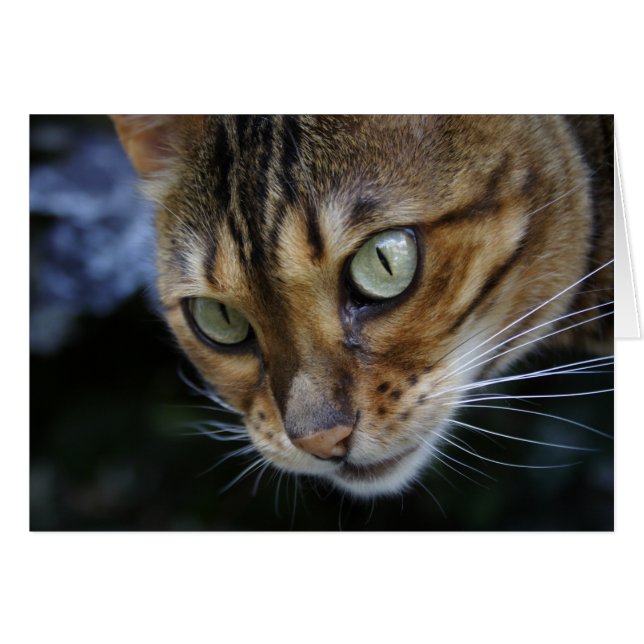 Bengale magnifique chat (Devant horizontal)