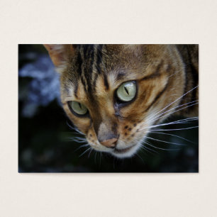 Bengale magnifique chat