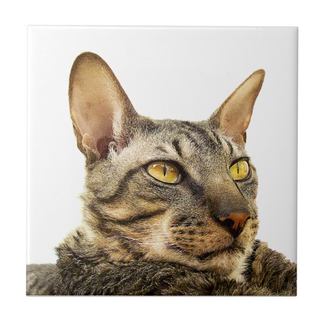 Benson Tile | Tabby point Cornish Rex Cat -Tiger (Front)