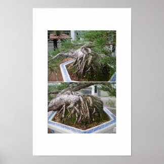 bent bonsai poster