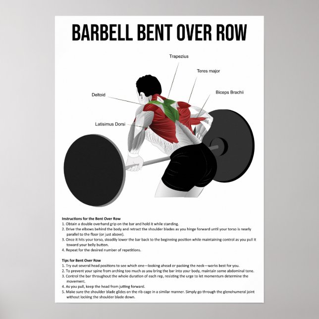 Bent Over Row - Exercise - Muscle Anatomy Chart (Front)
