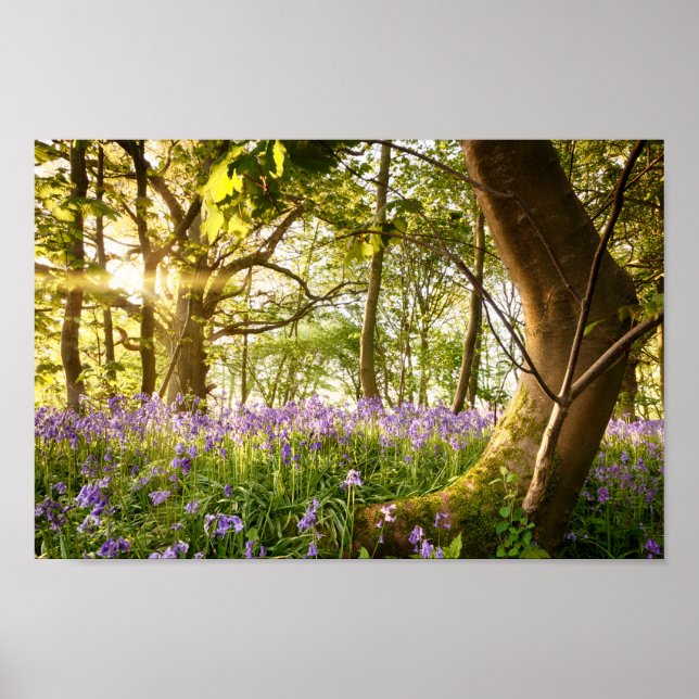 Bent tree in bluebell forest poster (Front)