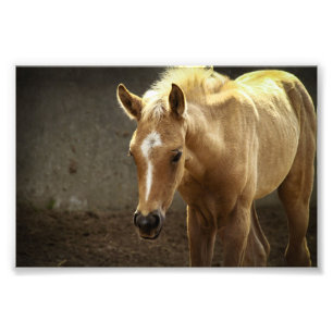 Berber Fohlen Photo Print