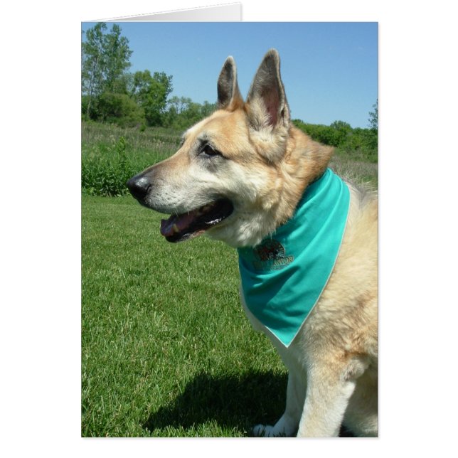 Berger allemand (Devant)