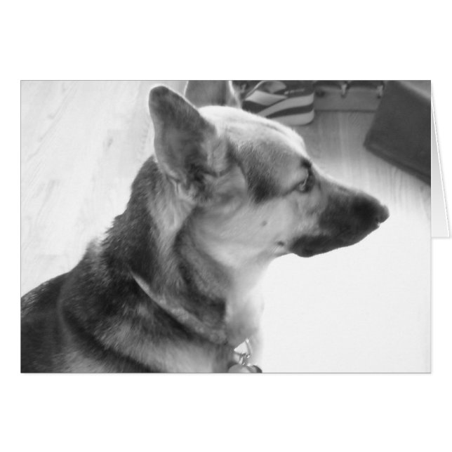 Berger allemand (Devant horizontal)