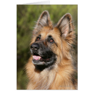 Berger allemand aux cheveux longs 1