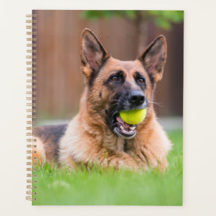 Berger Allemand Avec Bal De Tennis