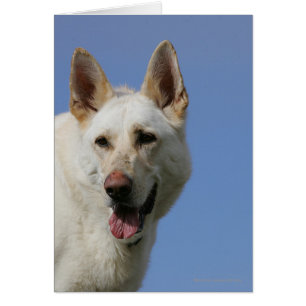 Berger allemand blanc