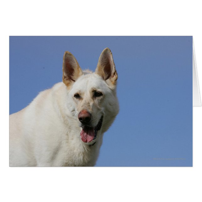 Berger allemand blanc (Devant horizontal)