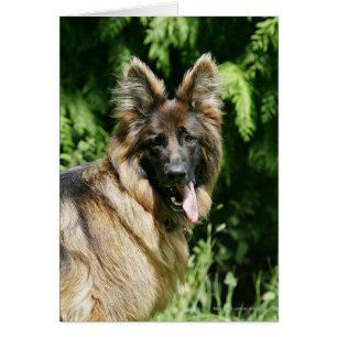 Berger allemand Brown long haïred 1