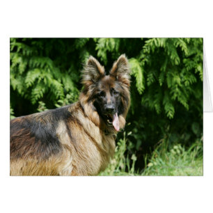 Berger allemand Brown long haïred 1