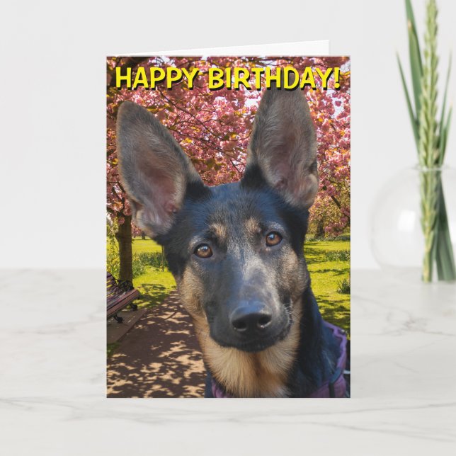 Berger allemand dans la carte d'anniversaire de (Devant)