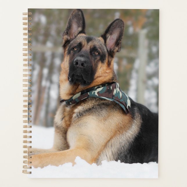 Berger Allemand En Neige (Devant)