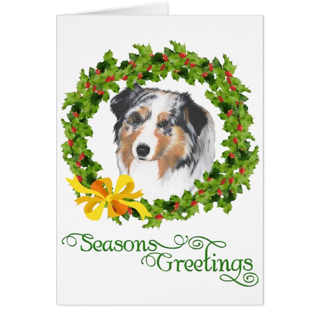 Berger australien (Devant)