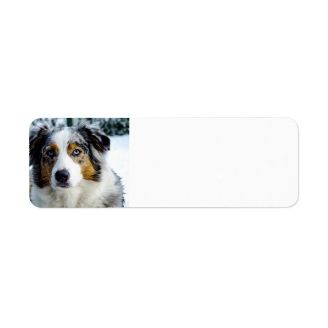berger australien bleu merle 3 (Devant)