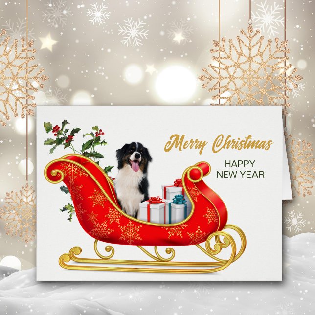 Berger australien noir blanc Sleigh de Noël (Créateur téléchargé)