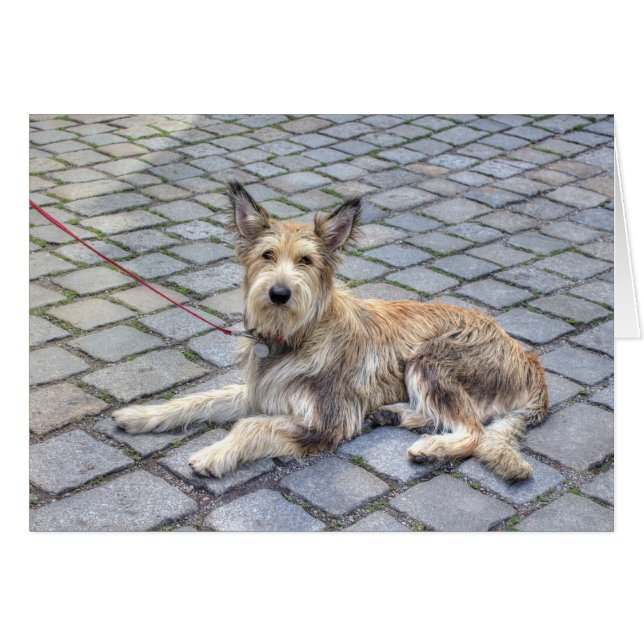 Berger de Picardie (Devant Horizontal)