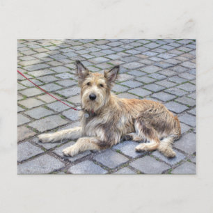Berger de Picardie Postcard