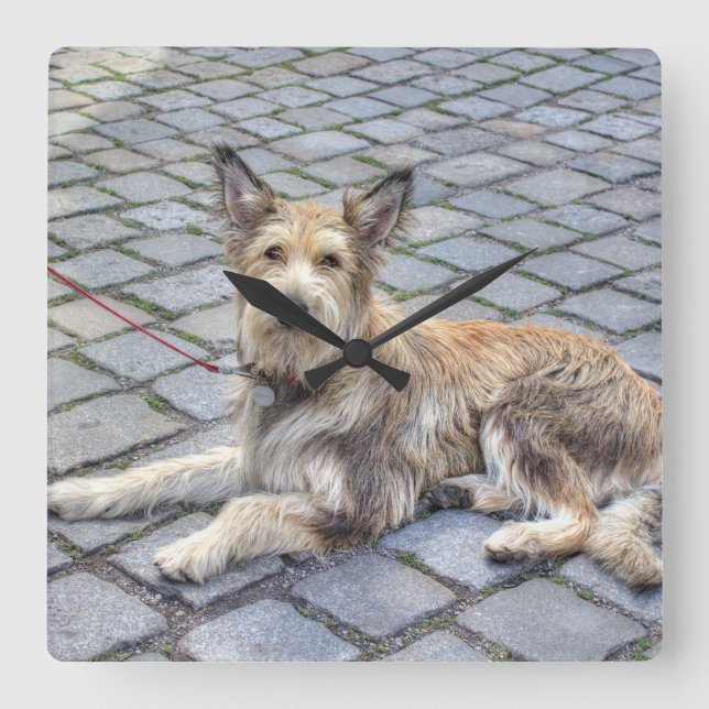 Berger de Picardie Square Wall Clock (Front)