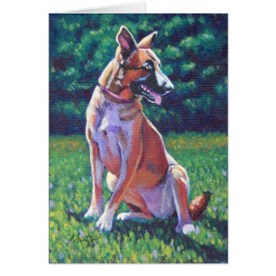 Berger malinois dans le champ de Grassy