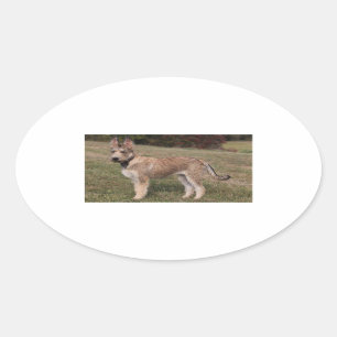 berger picard puppy.png oval sticker