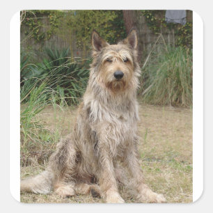 Berger_Picard sitting 2 Square Sticker