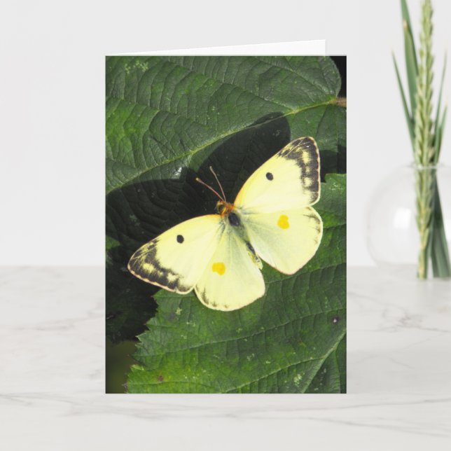 Berger's Clouded Yellow Butterfly Card (Front)