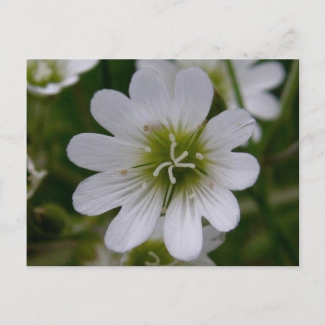 Bering Chickweed Blossom, Unalaska Island Postcard (Front)
