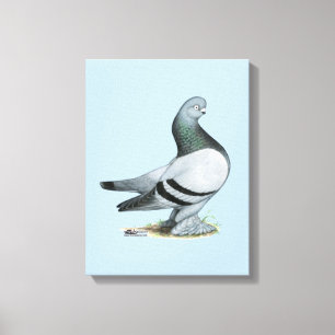 Berliner Tumbler Pigeon Blue Bar Canvas Print
