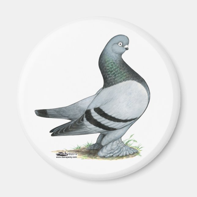 Berliner Tumbler Pigeon Blue Bar Magnet (Front)