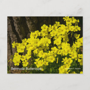 Bermuda Buttercup Sunset SB California Products Postcard