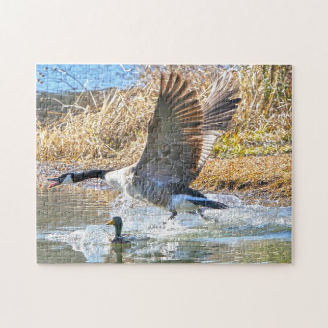 Bernaches du Canada. Puzzle (Horizontal)