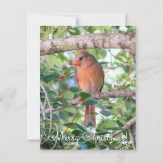 Bernadette Christmas Holiday Card