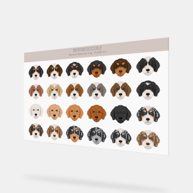 Bernedoodle Acrylic Sign (Angle)