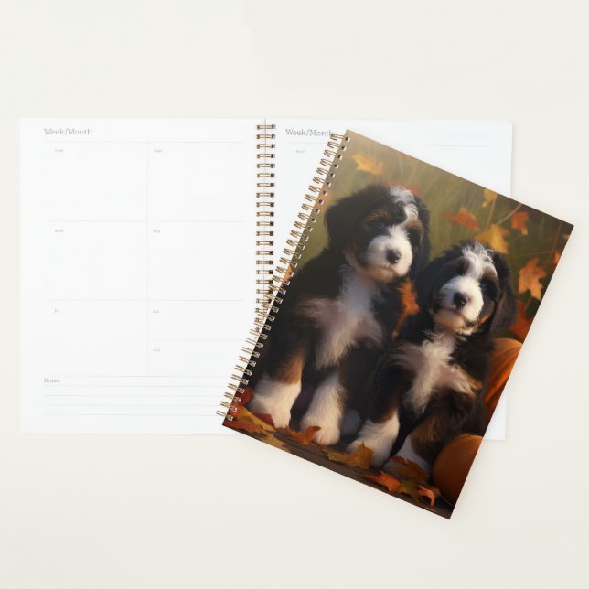 Bernedoodle Chiot Automne Citrouille de plaisir (Devant avec enveloppe)