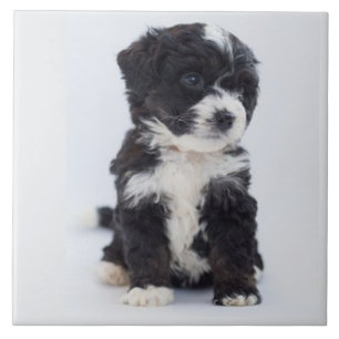 BERNEDOODLE LOVE, Pet, Puppy Dog, Best Friend Tile