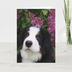 Berner Nation greeting card