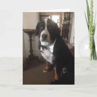 Berner Nation Greeting card