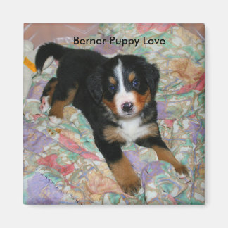 Berner Puppy Love Magnet