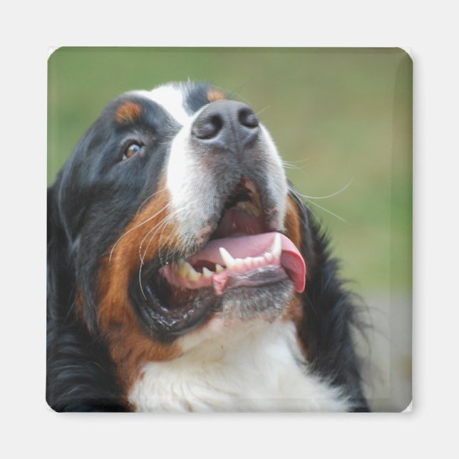 Berner Sennenhund Dog Magnet (Devant)