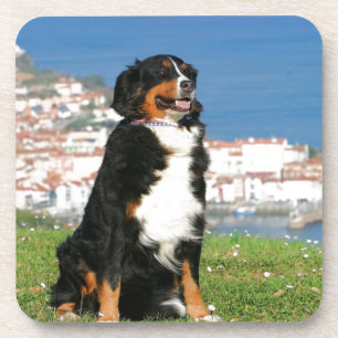 Bernese cattle dog posing at the beach coaster