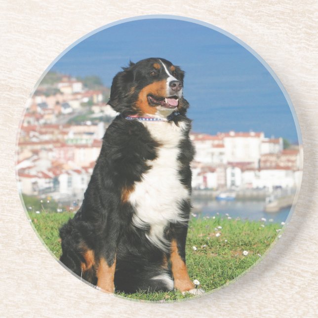 Bernese cattle dog posing at the beach coaster (Front)